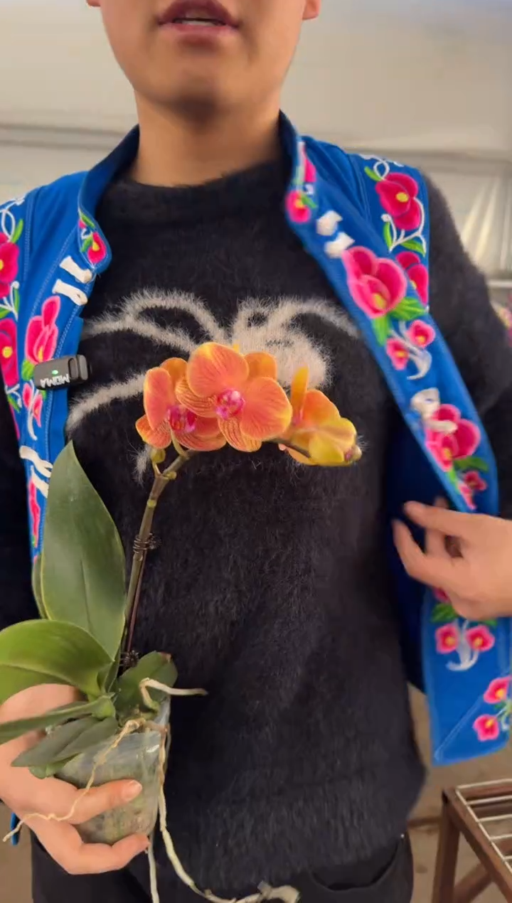 完全开放蝴蝶兰椪柑