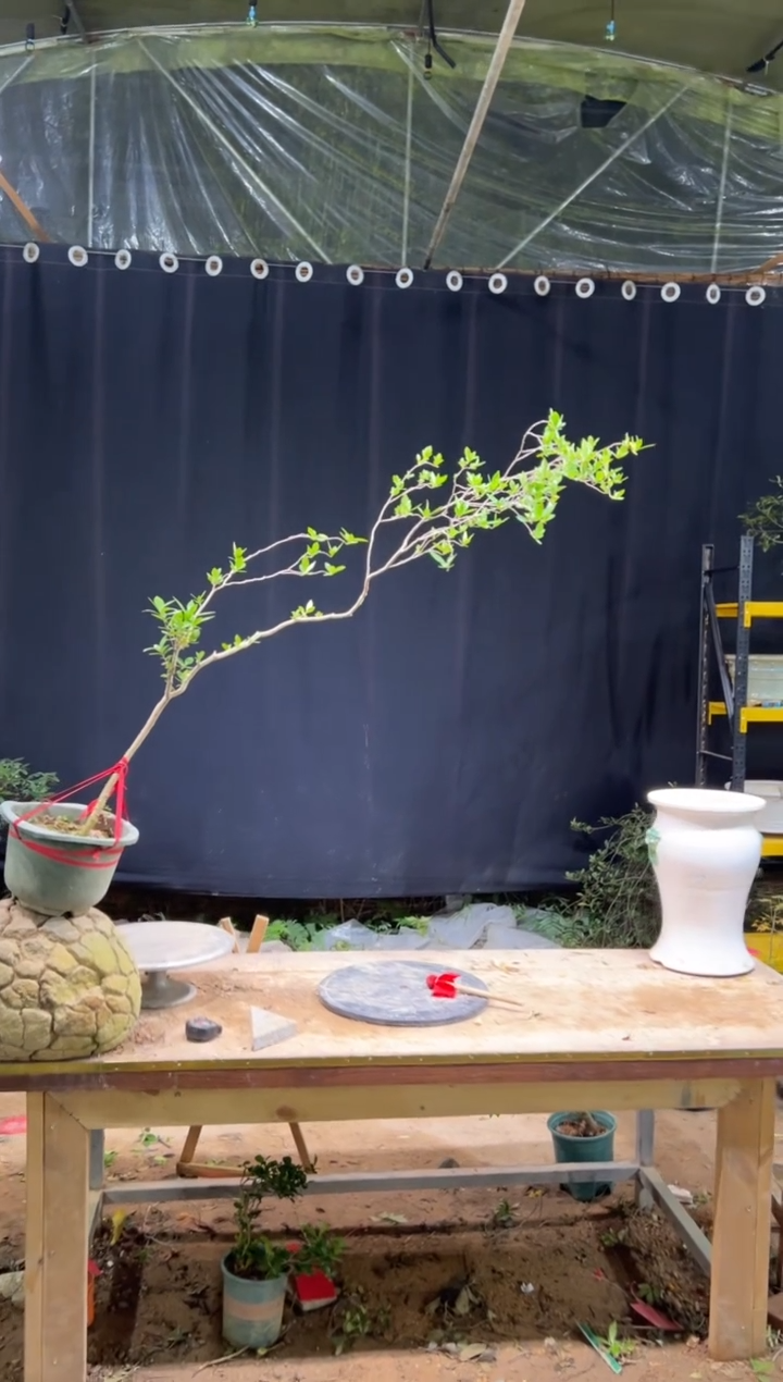 完全开放黄***室海岛栀子花