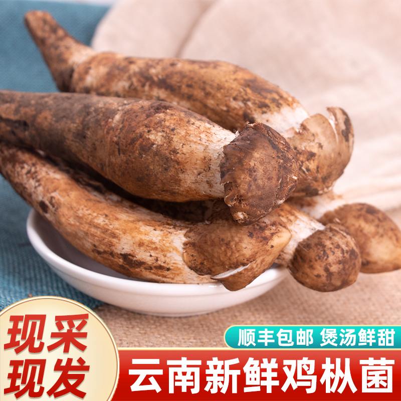 云南野生鸡枞菌顺丰空运冷链新鲜直达 新鲜采摘煲汤香滑嫩脆 