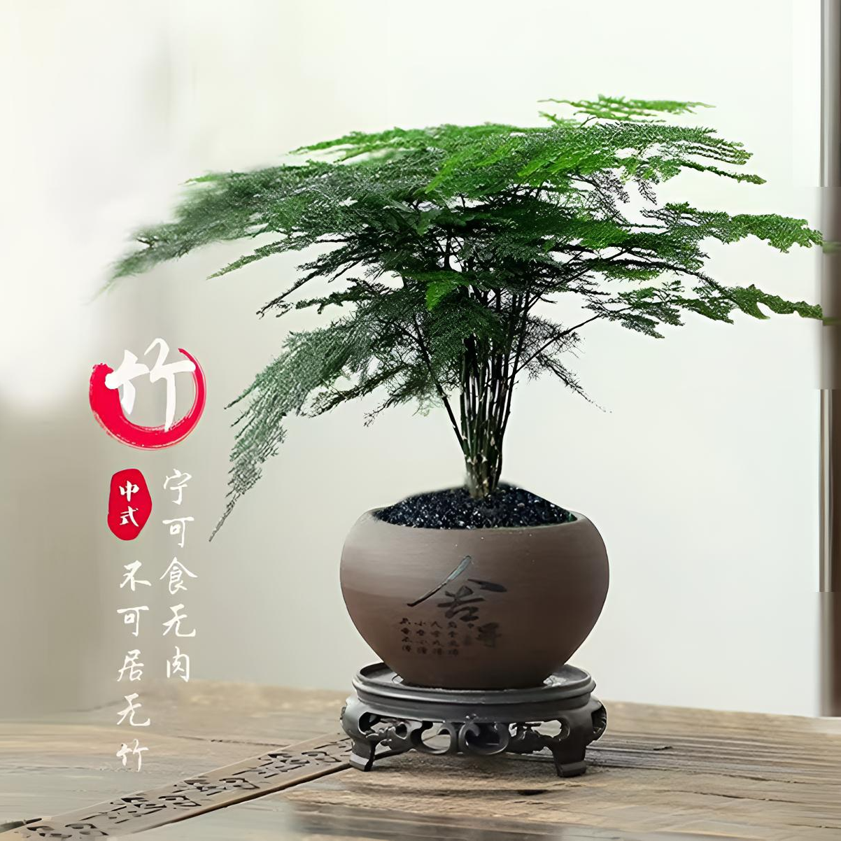 创享绿洲文竹盆栽植物室内办公室客厅桌面绿植茶室盆景新中式摆件