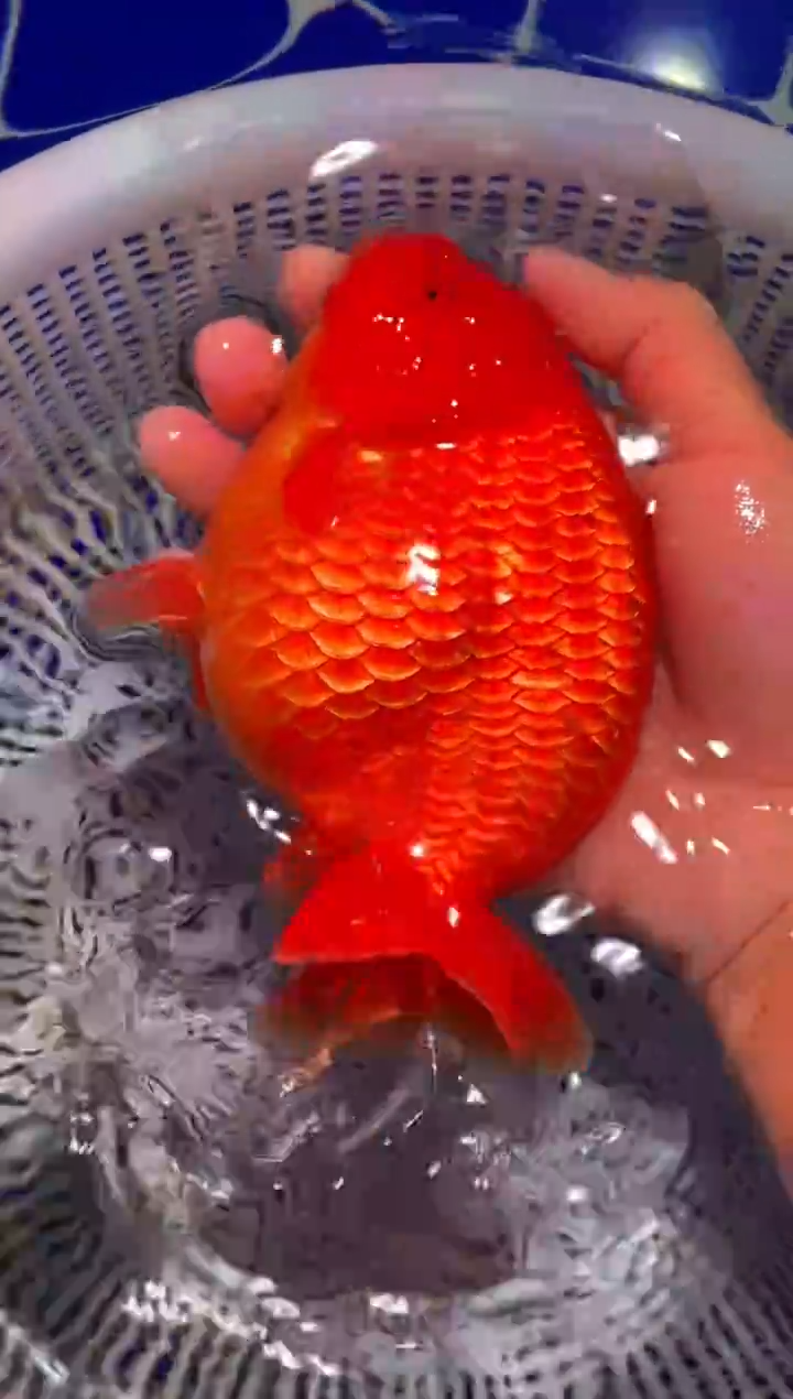 金鱼（运费到付，马印灯下展示）福州追鱼兰寿金鱼