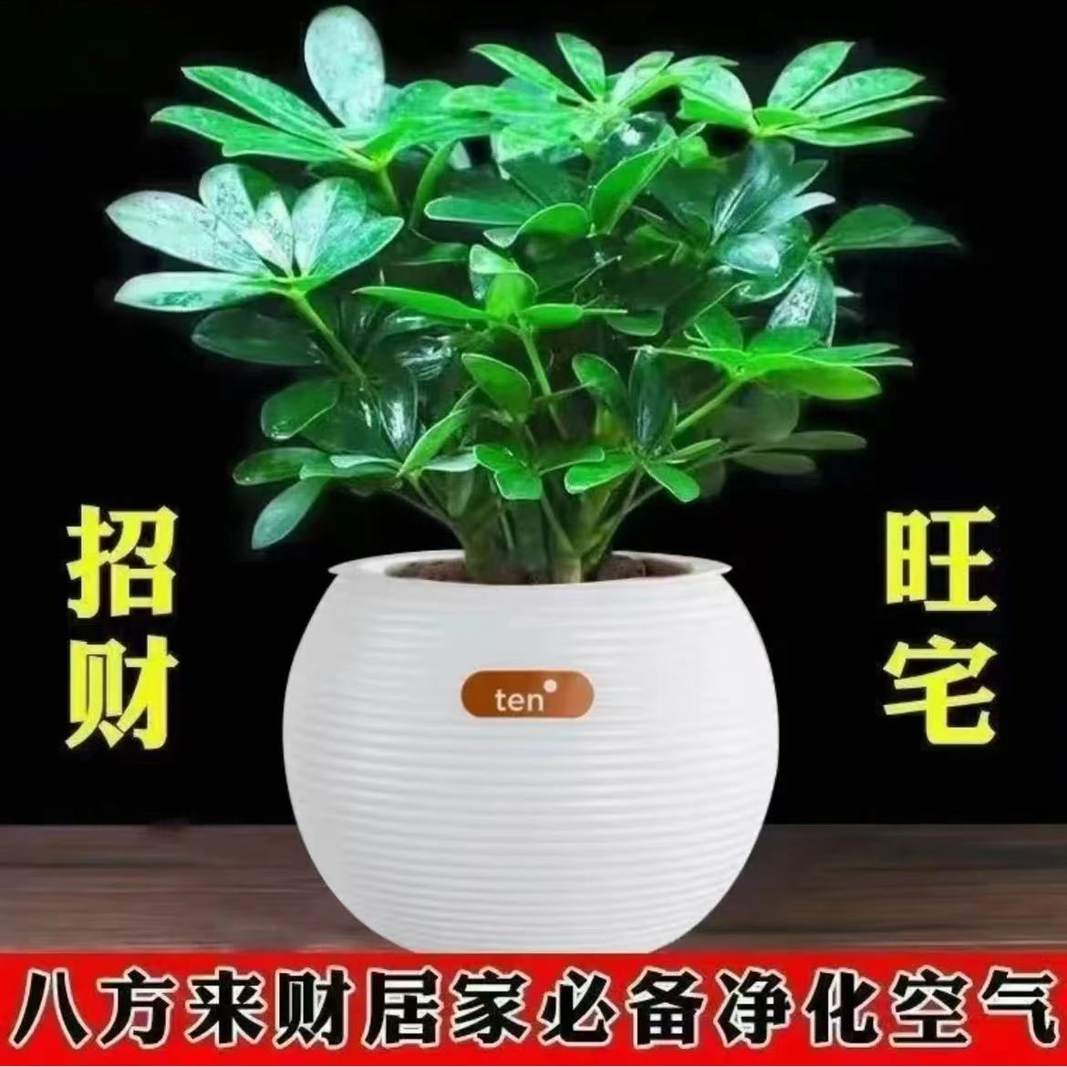 八方来财盆栽招财植物鸭脚木七叶莲室内花卉绿植四季常青净化