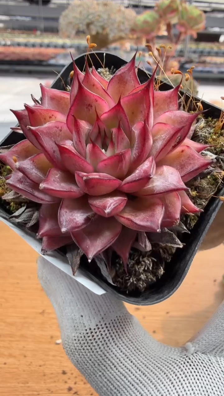 东云多肉园二店-235