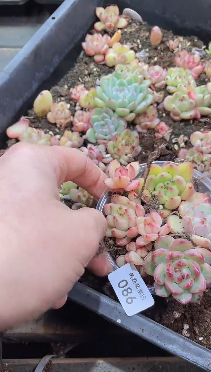 【闪购商品】086钻石4代优选量拍1盒