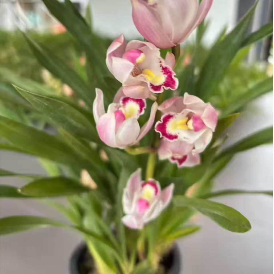 【雪梅】粉色带花苞大花蕙兰年宵花植盆栽