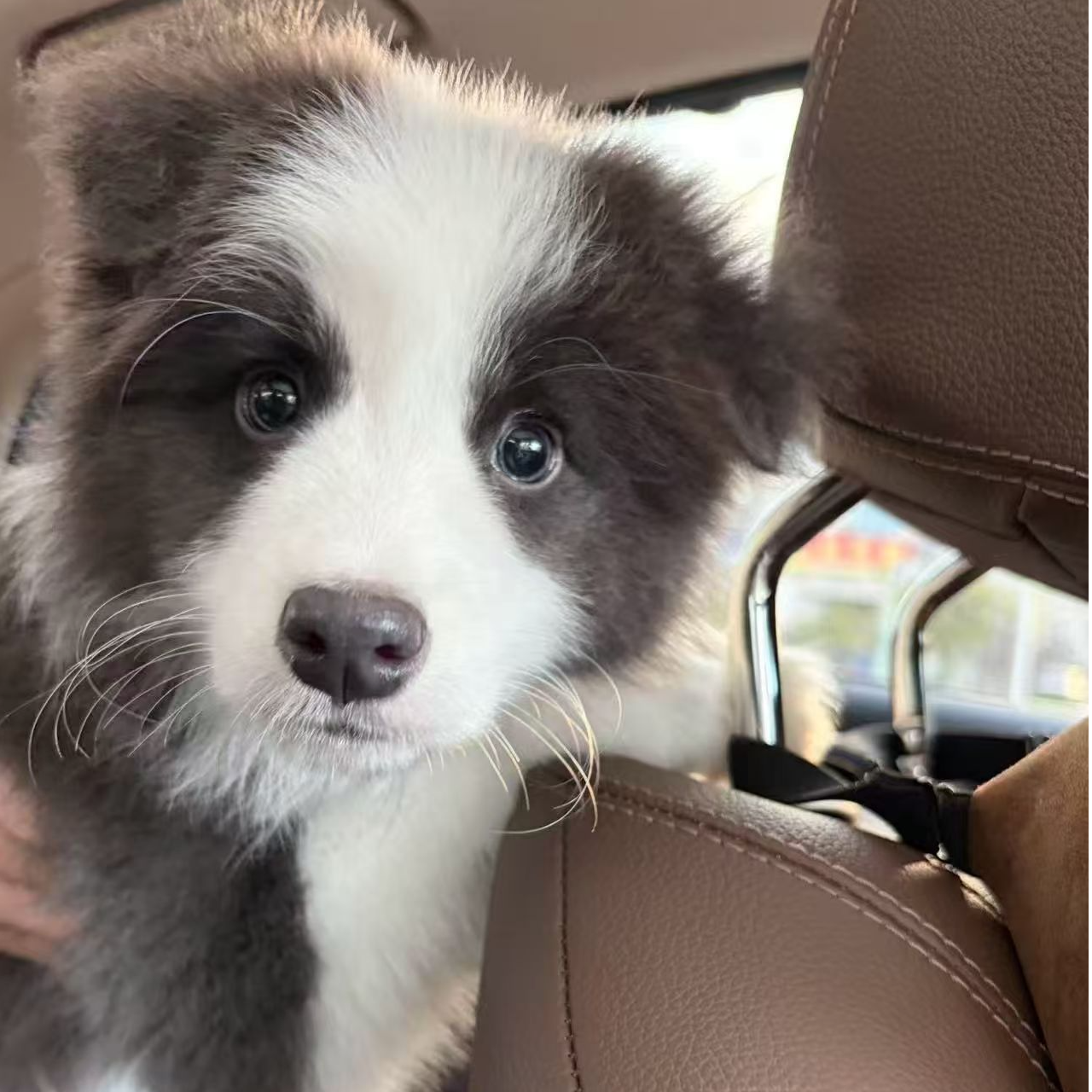 软软的边牧幼稚园保纯保健康一狗一拍拍完记得照相哦