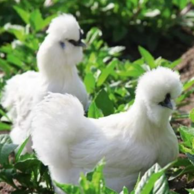 宠物鸡白羽乌鸡 活鸡 包邮 2.5斤 1只