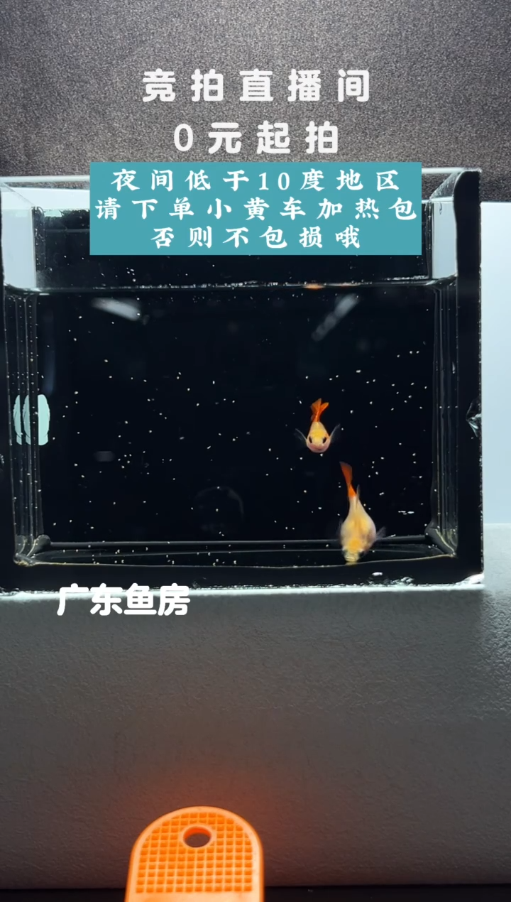 孔雀鱼银河琉璃玻璃猫短球体一对带胎编号73