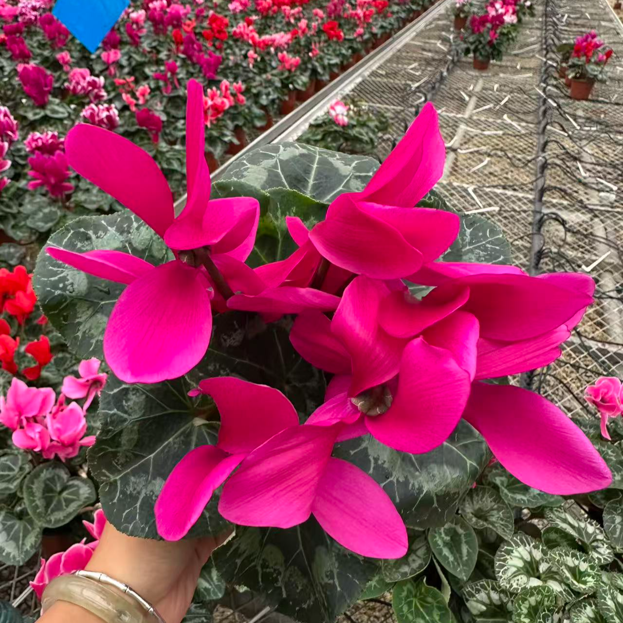 农掌柜  仙客来 （哈里奥 亮紫色)