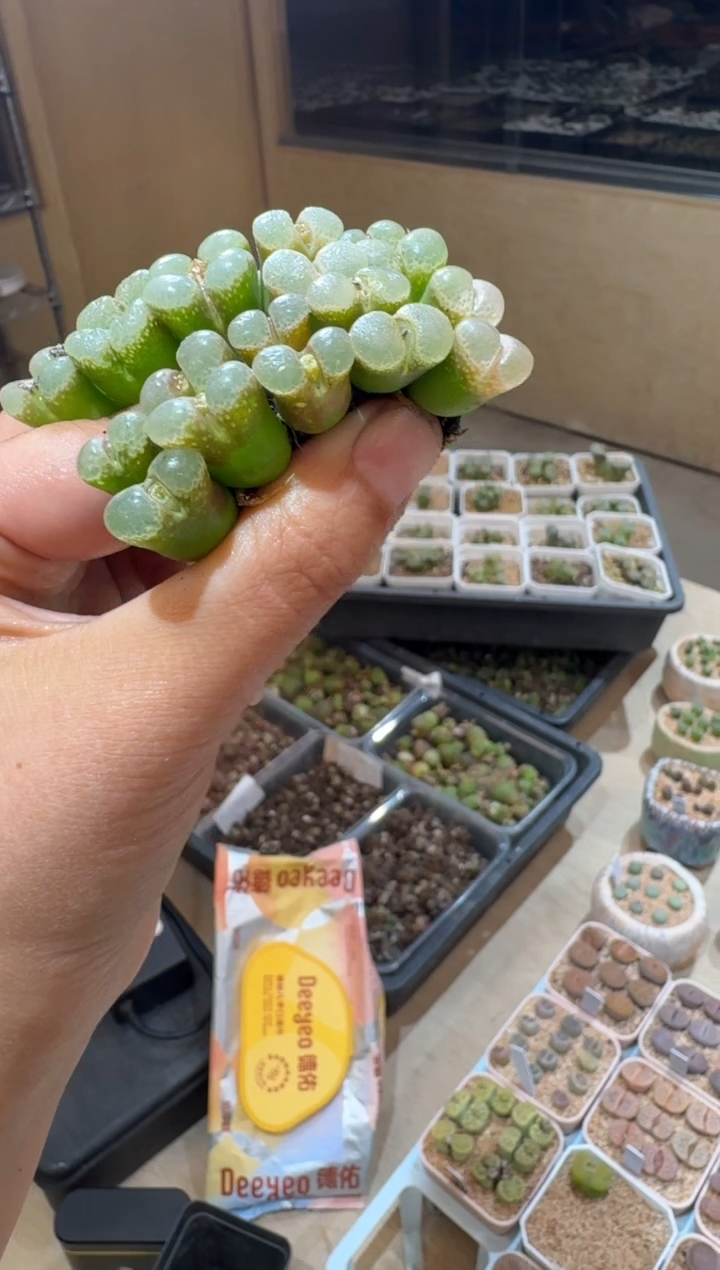 4-199多肉植物肉锥风铃一颗