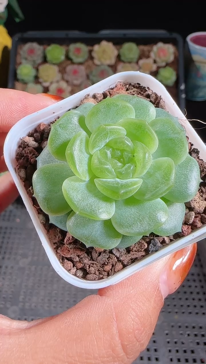 1102-572我大姐糖心