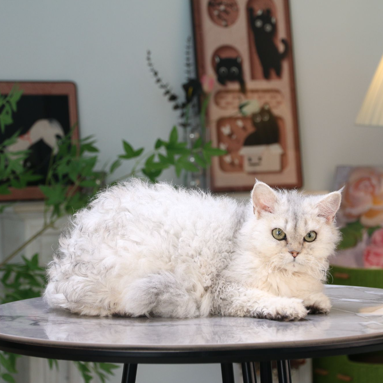赛尔凯克卷毛猫活体猫咪银白妹妹