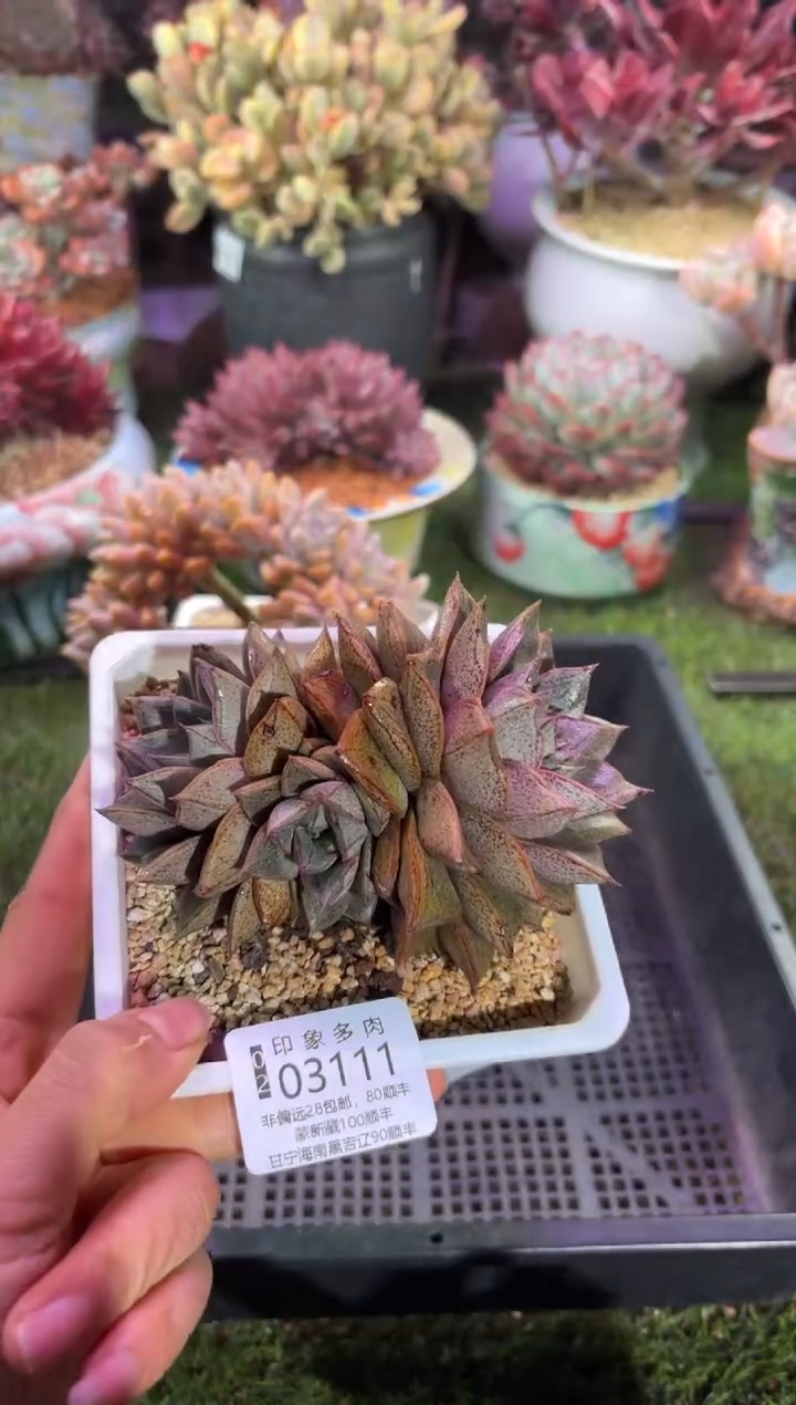 【闪购商品】03111