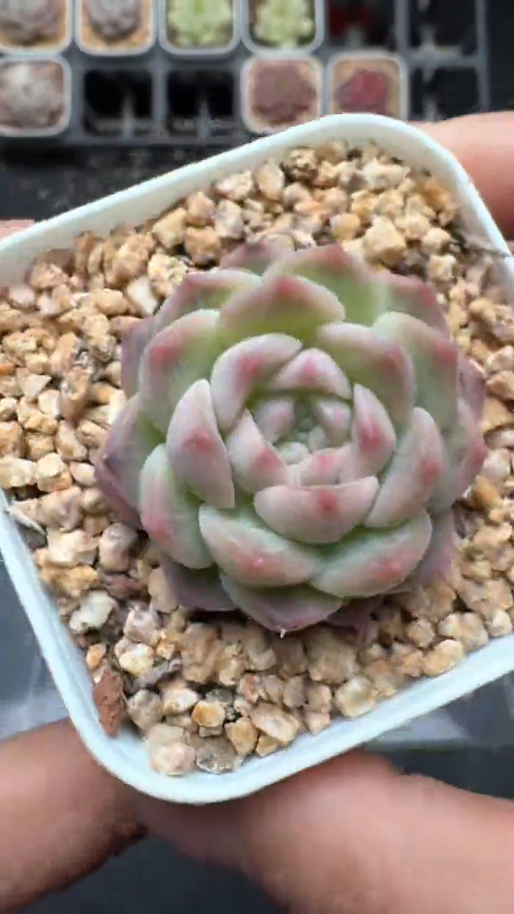 【闪购商品】986号珍妮多肉一物一拍3单包邮