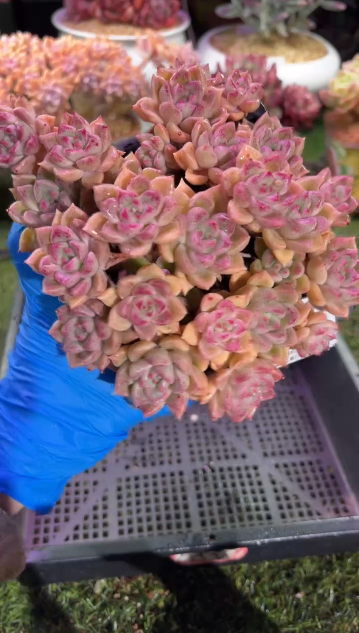 【闪购商品】01620