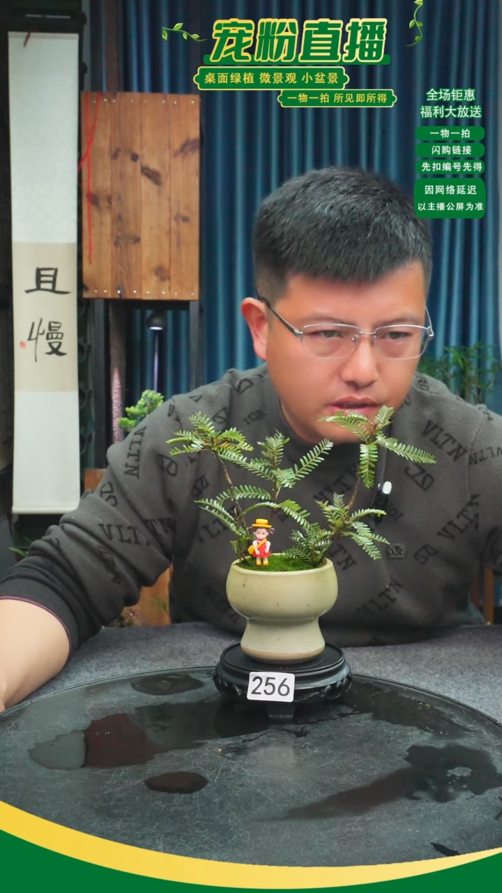 无花朵老*苔藓微景观256号