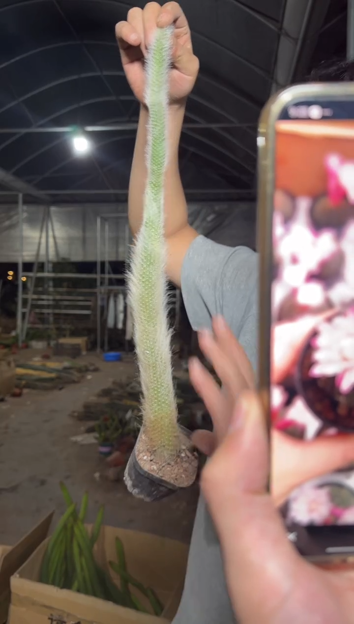 3颗【带根】九尾狐