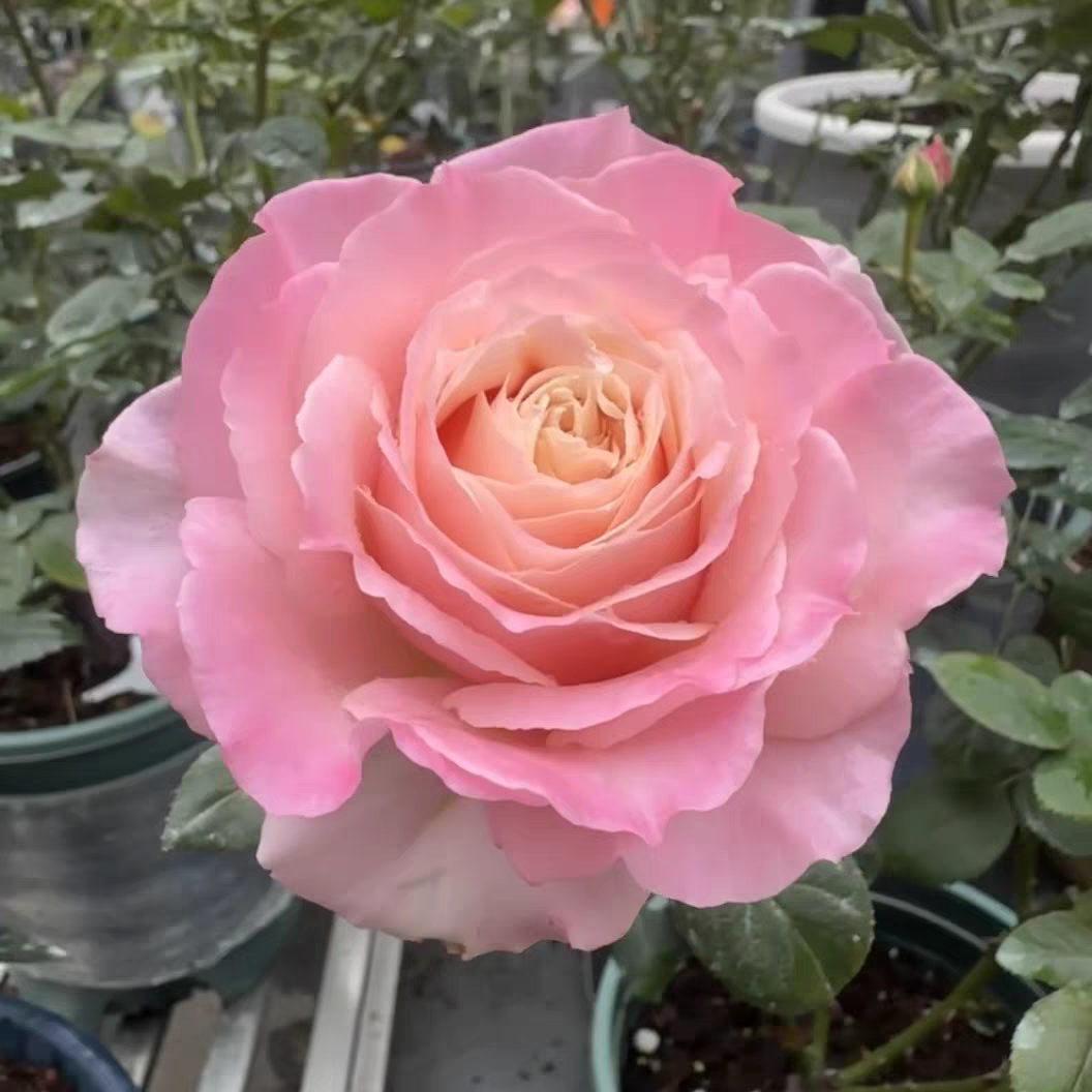 粉红佩奇 进口玫瑰大花四季开花高杯切花庭院阳台月季苗