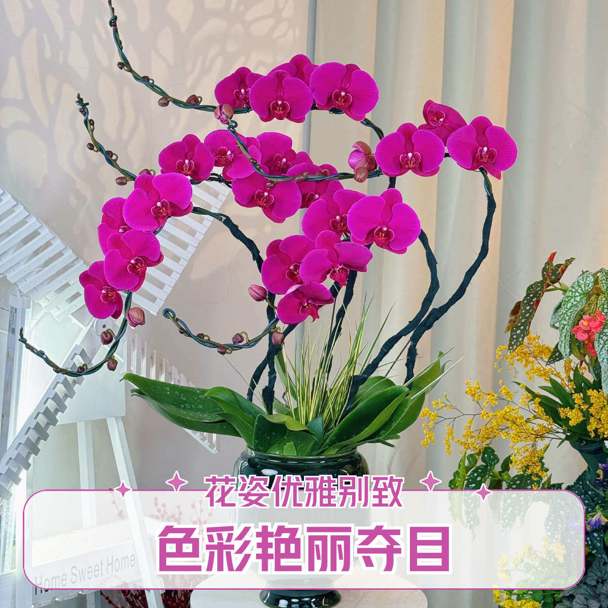 【一帆风顺】蝴蝶兰组盆造型好养活年宵居家阳台四季可养多年生客厅