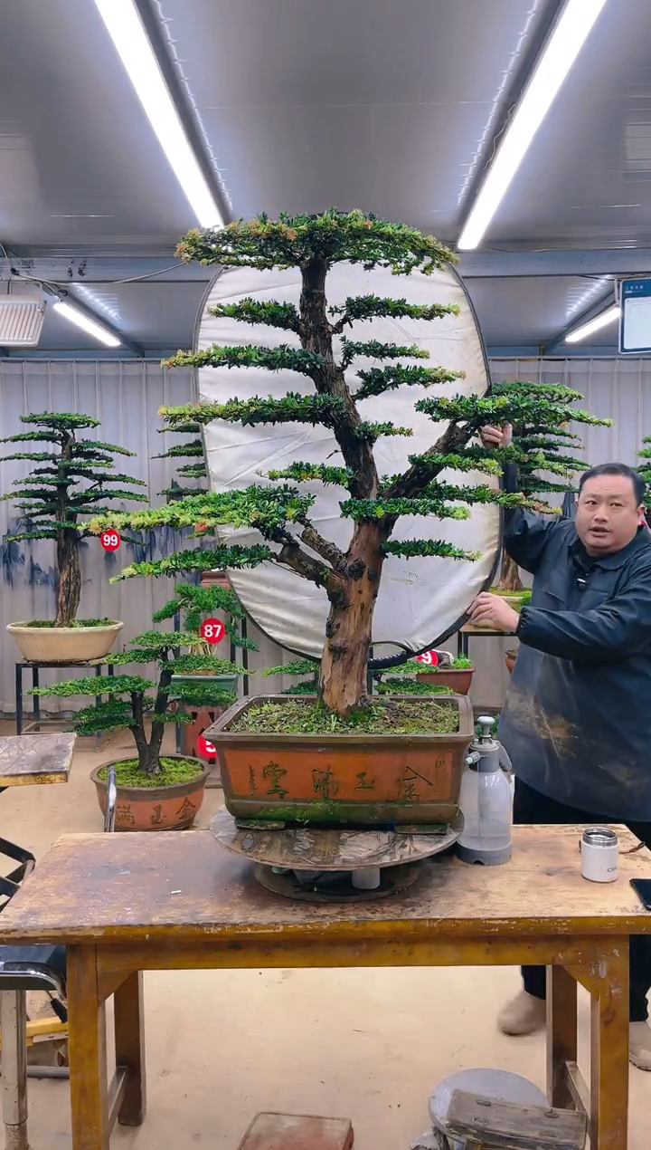 无花朵精品盆景  一物一拍