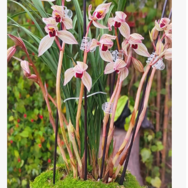 2号专用链接-兰花一物一拍