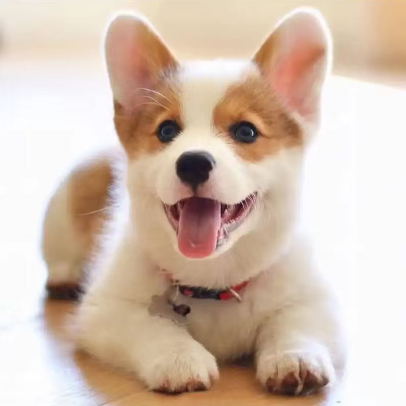 【小韩萌宠】柯基犬活体专属链接