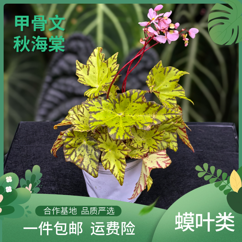 甲骨文秋海棠，室内观叶植物秋海棠盆栽好养，蟆叶秋海棠