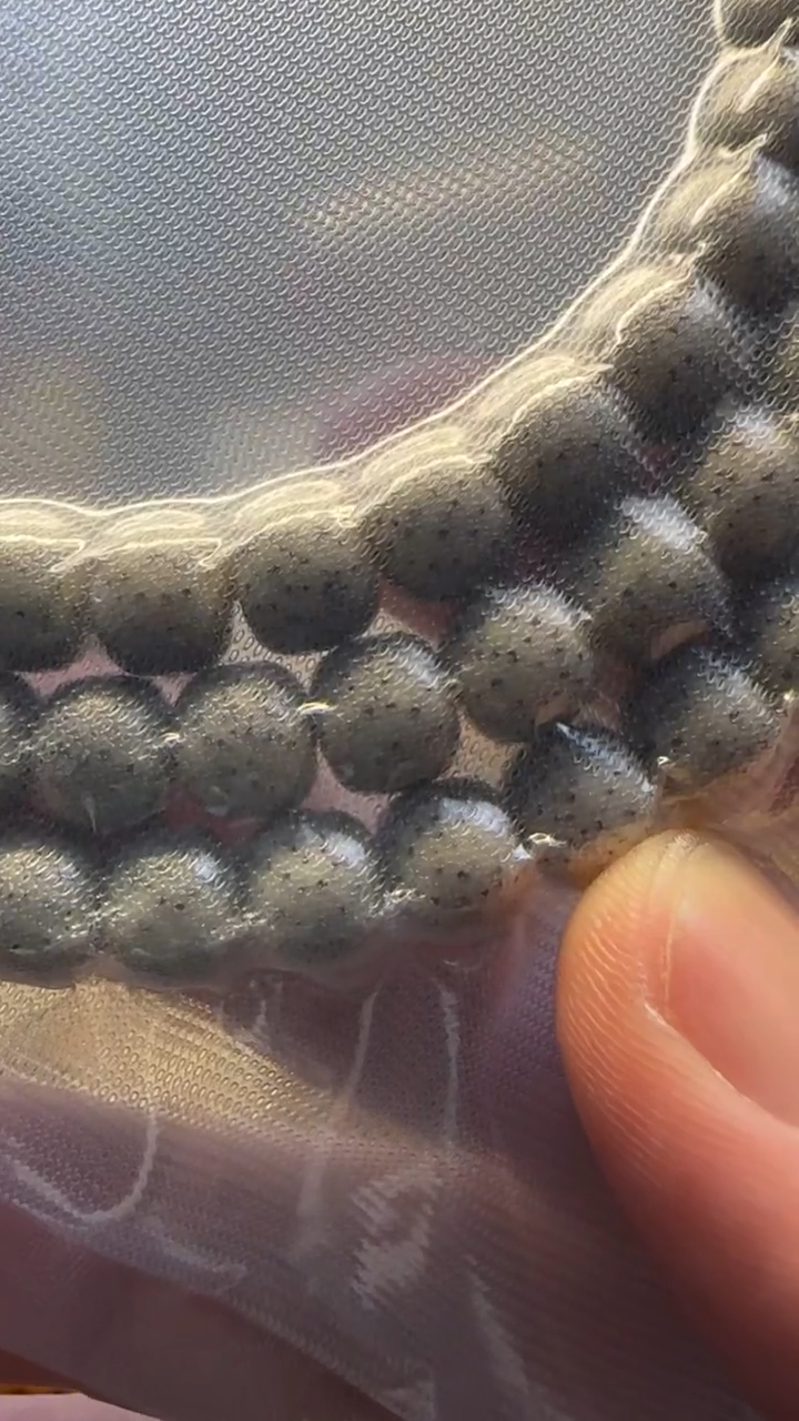 星月菩提吊坠大留白细星火龙果 8*7长串