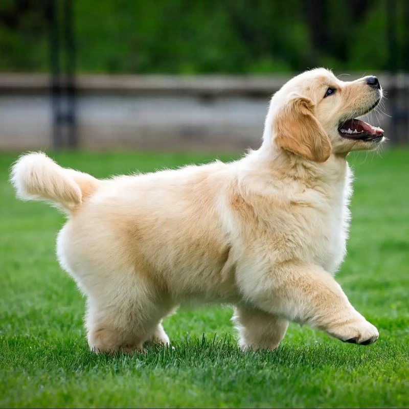 （三仟犬舍）双血统赛季金毛犬直播间活体甄选