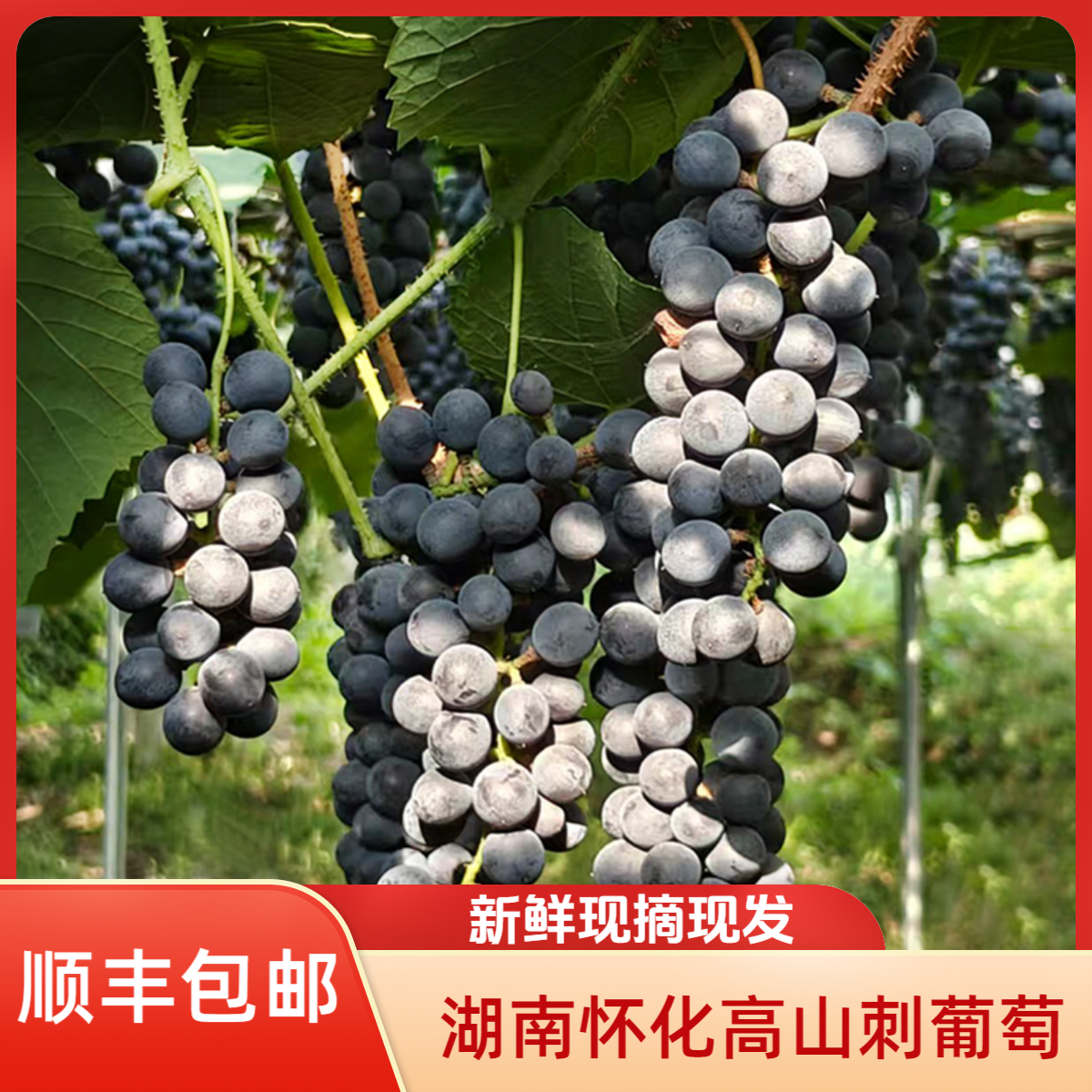 【顺丰包邮】湖南怀化新鲜高山刺葡萄泡9好材料小时味道老品种葡萄现打现发湖南省