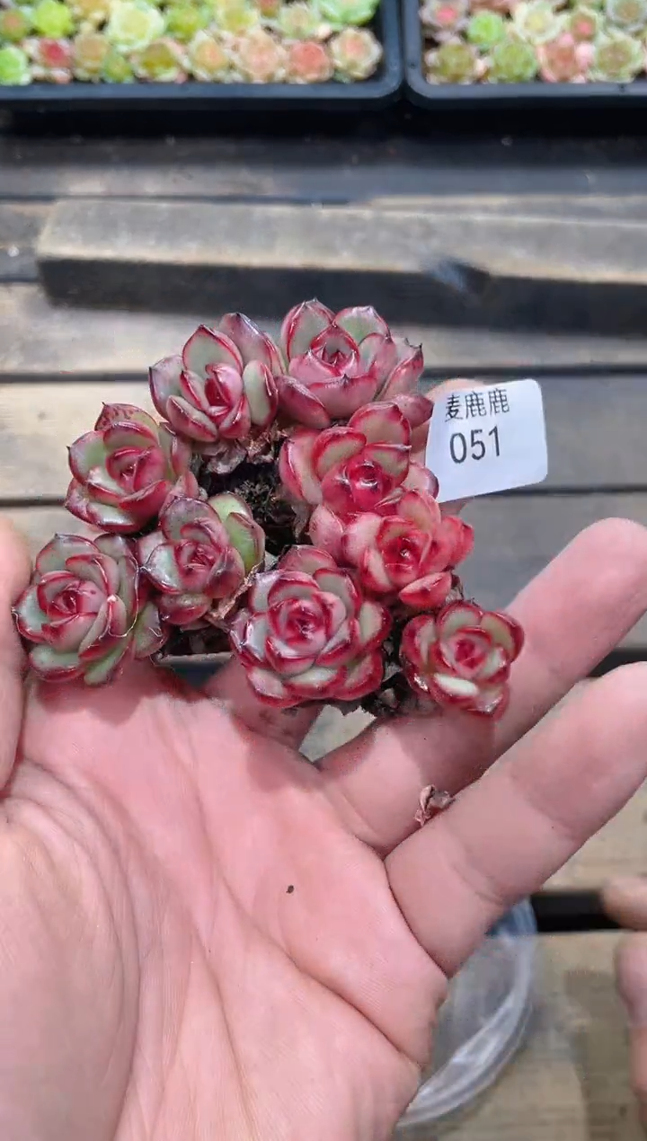 051花田错     量拍3颗