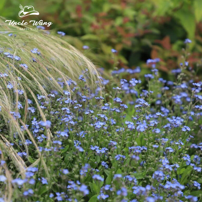 种花王大爷 勿忘我阳台花园庭院可爱草本花卉盆栽