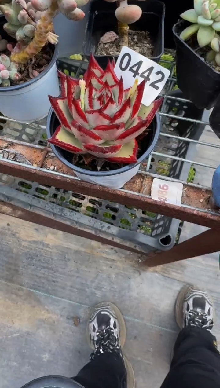 【闪购商品】0442.。。