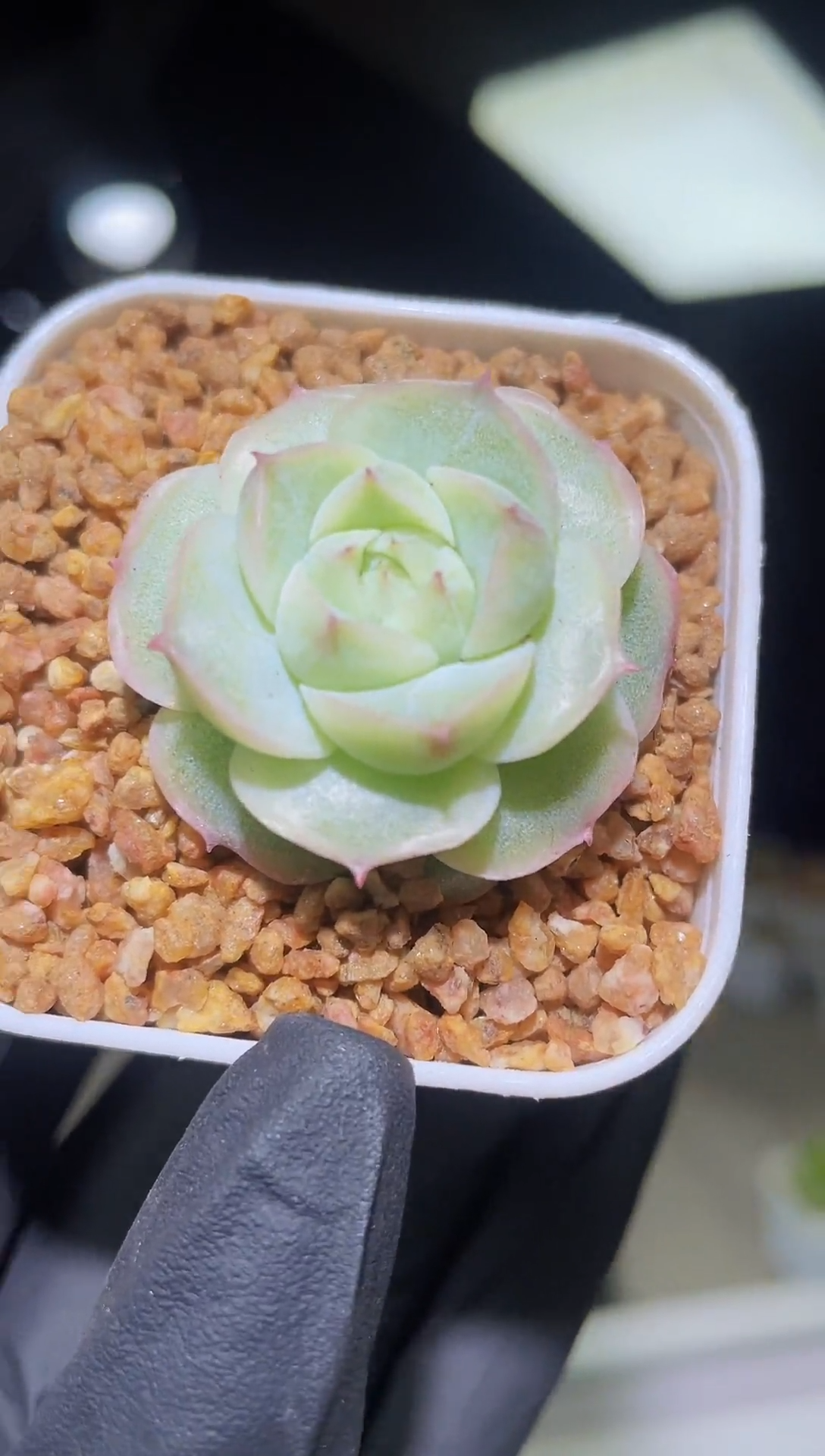 闪购2017  玉楼春多肉一颗 3.5厘米