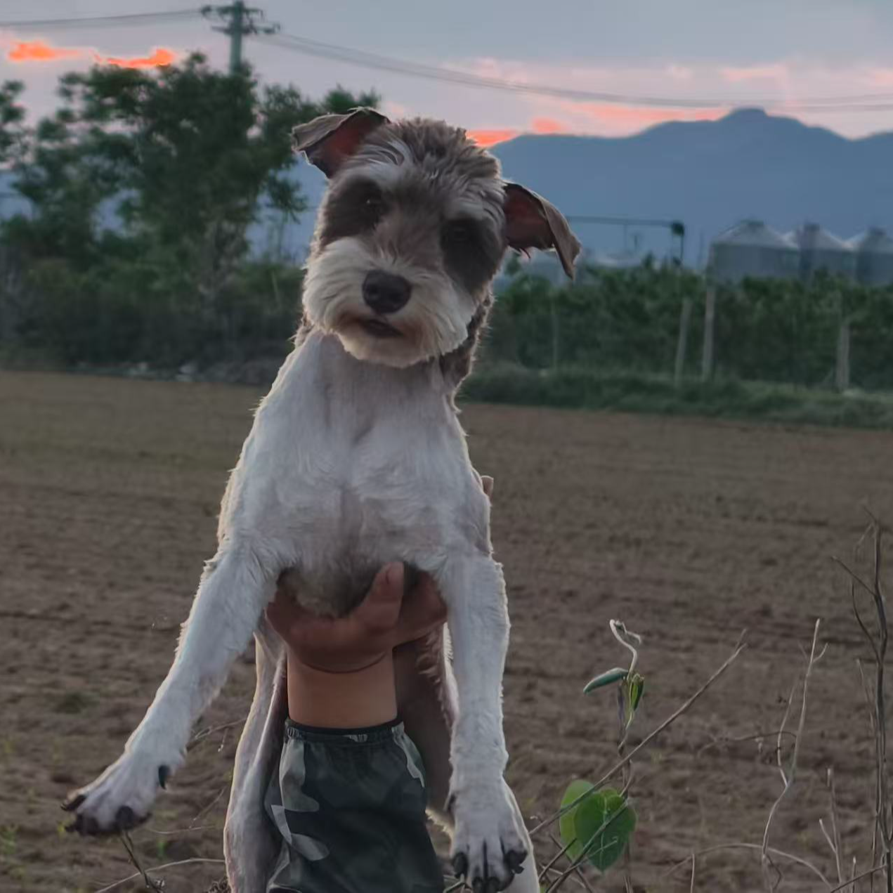 《北京小嘎雪纳瑞》T宠物狗狗活体