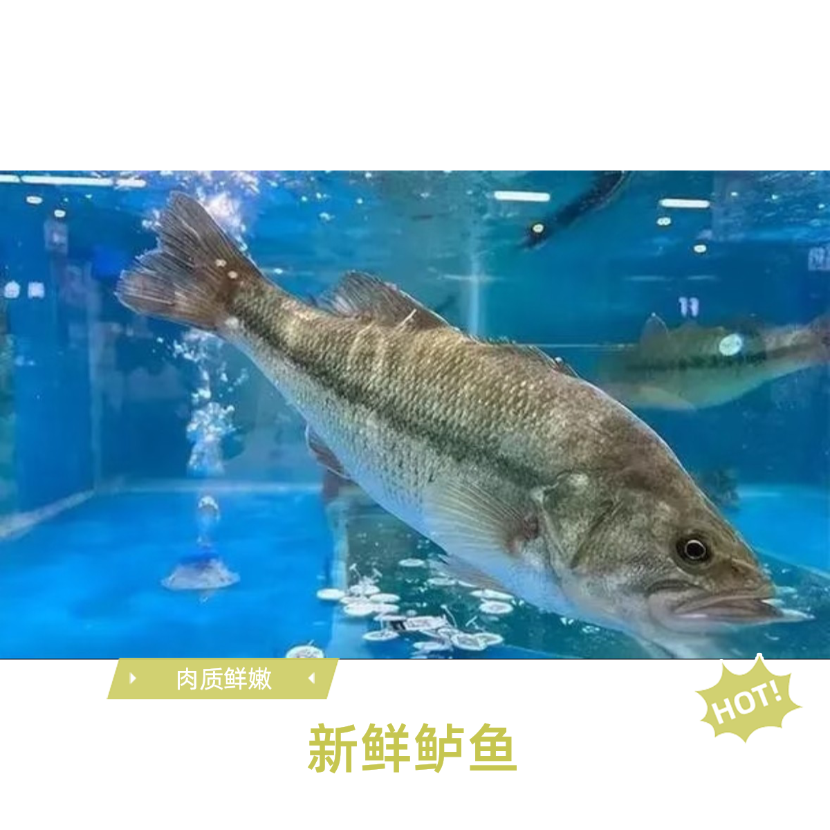 鲜活鲈鱼（500g-600g）