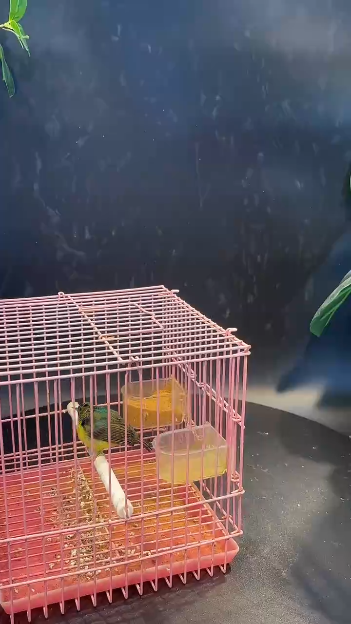 75号   紫颊直嘴养笼0元起拍