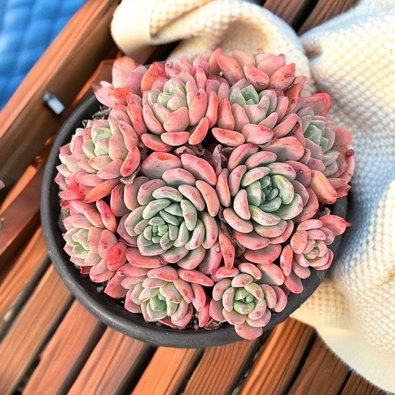 恋上多肉 冰橙 红色 整装无砍 皮实好养活 颜值高 好度夏