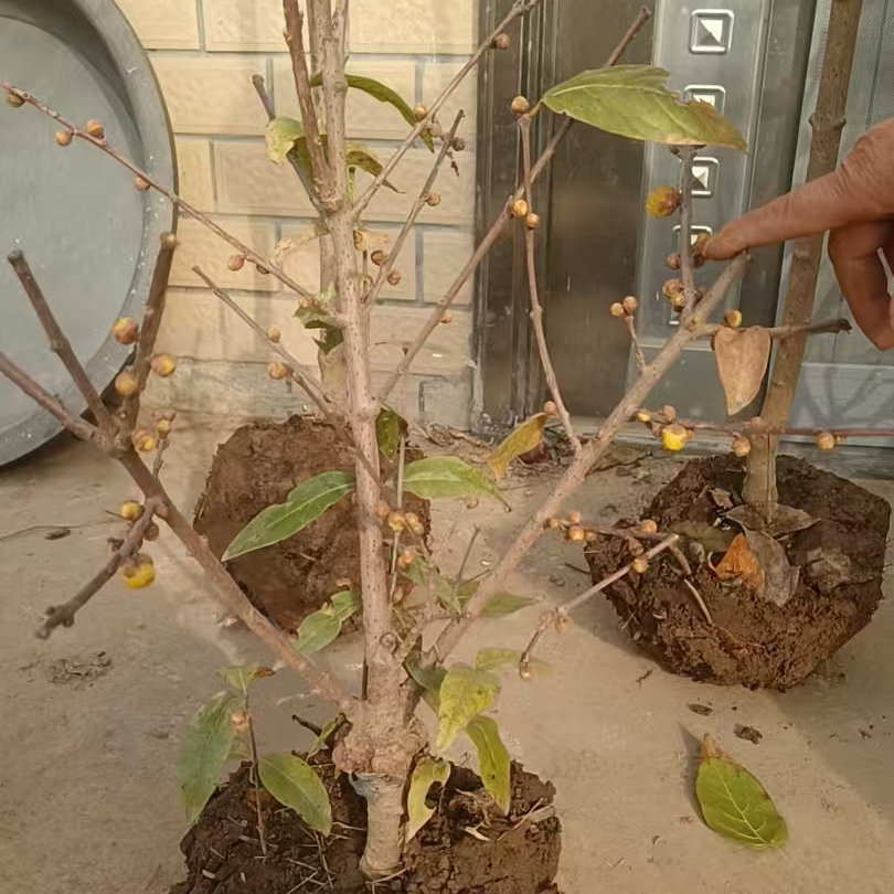 精品文玩腊梅_岁寒四友