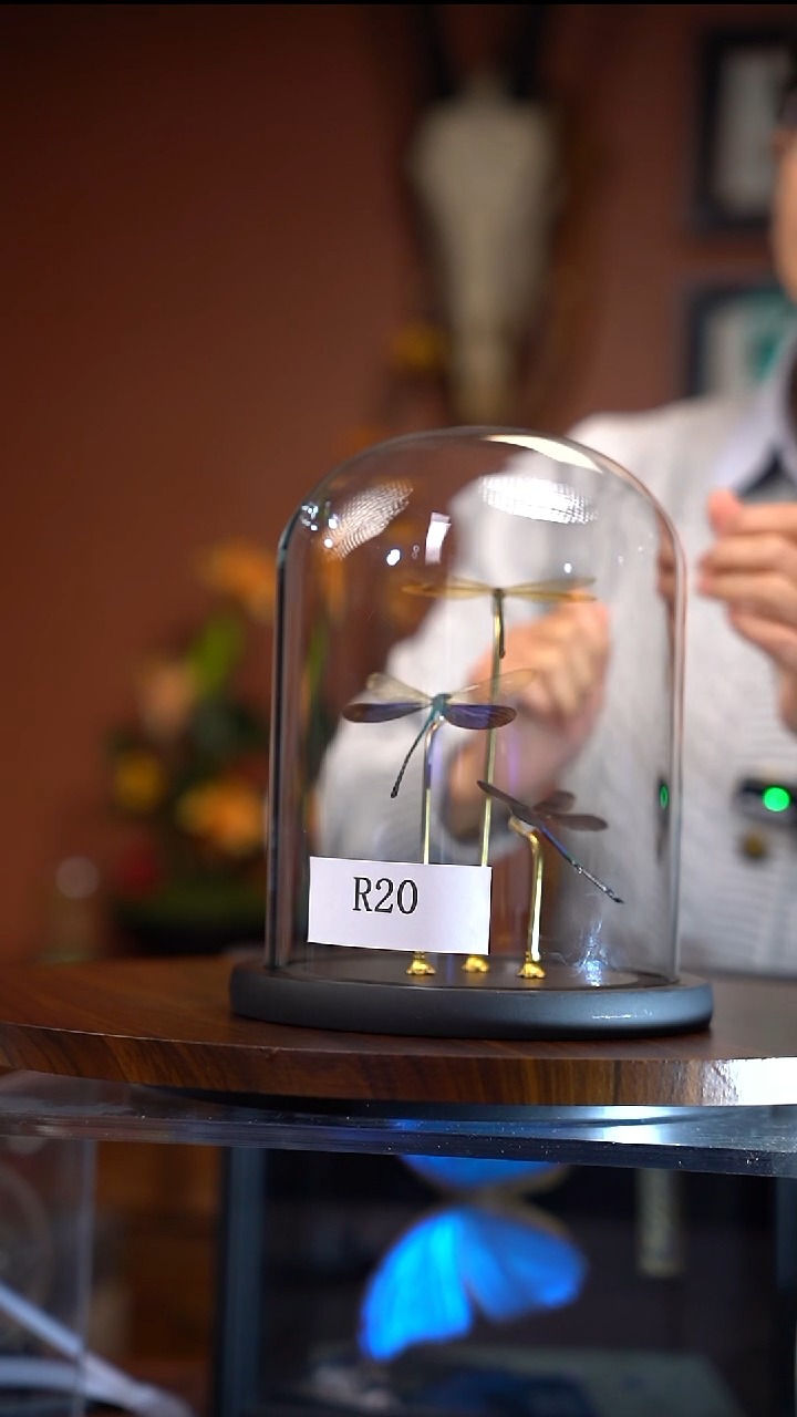 R20   三只色骢组合  大玻璃罩款