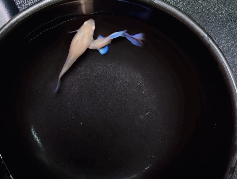 孔雀鱼精挑精品孔雀鱼