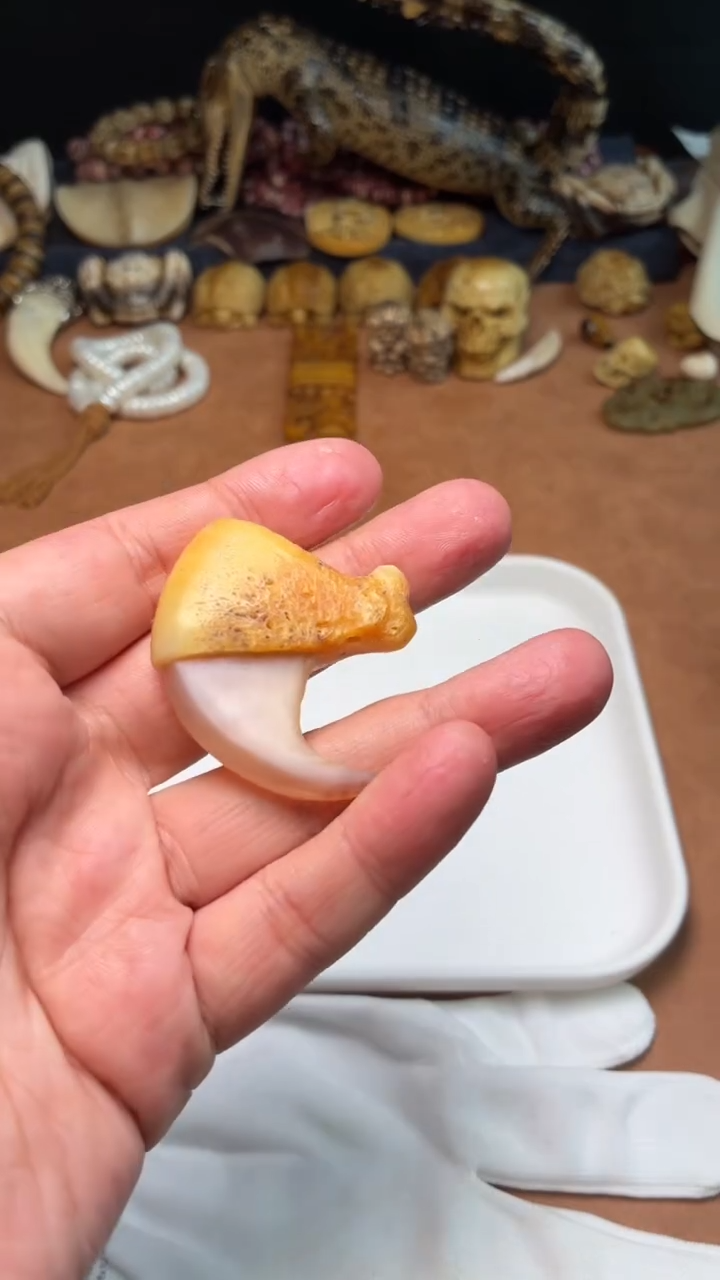 牛骨其他别*里杂件063-工艺品牛骨钩子