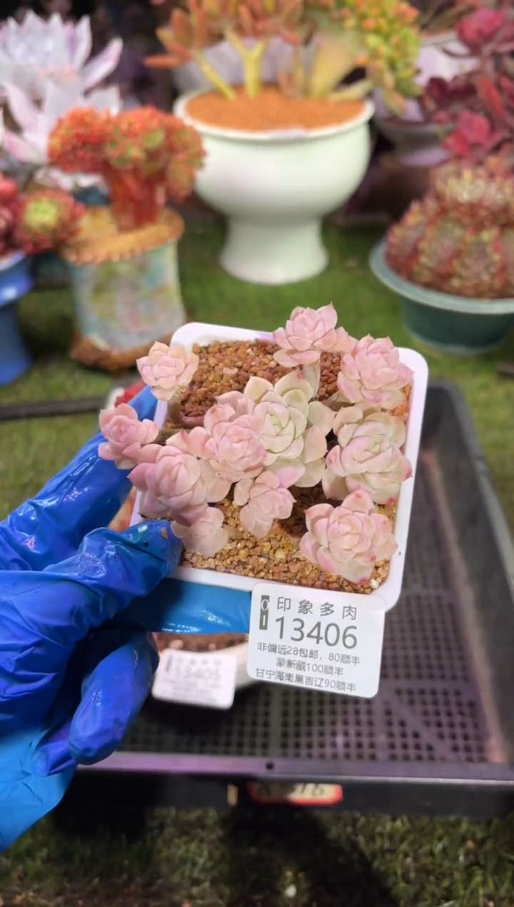 【闪购商品】13406