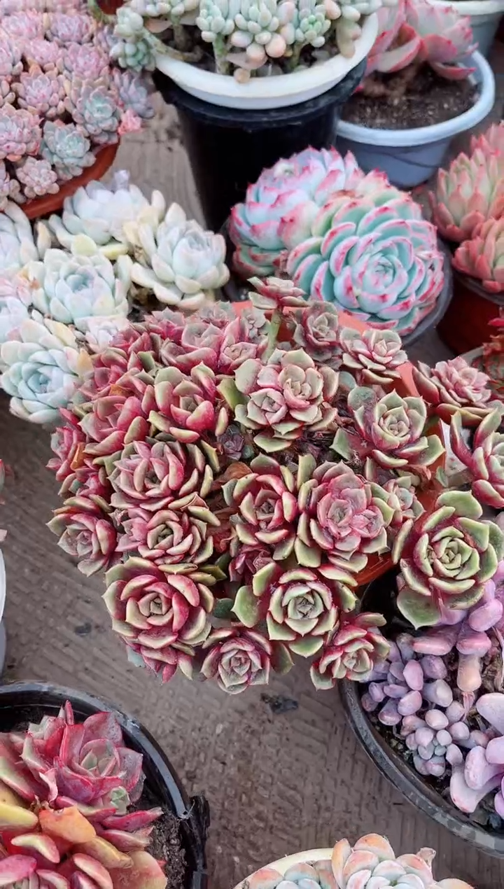 【闪购商品】03556