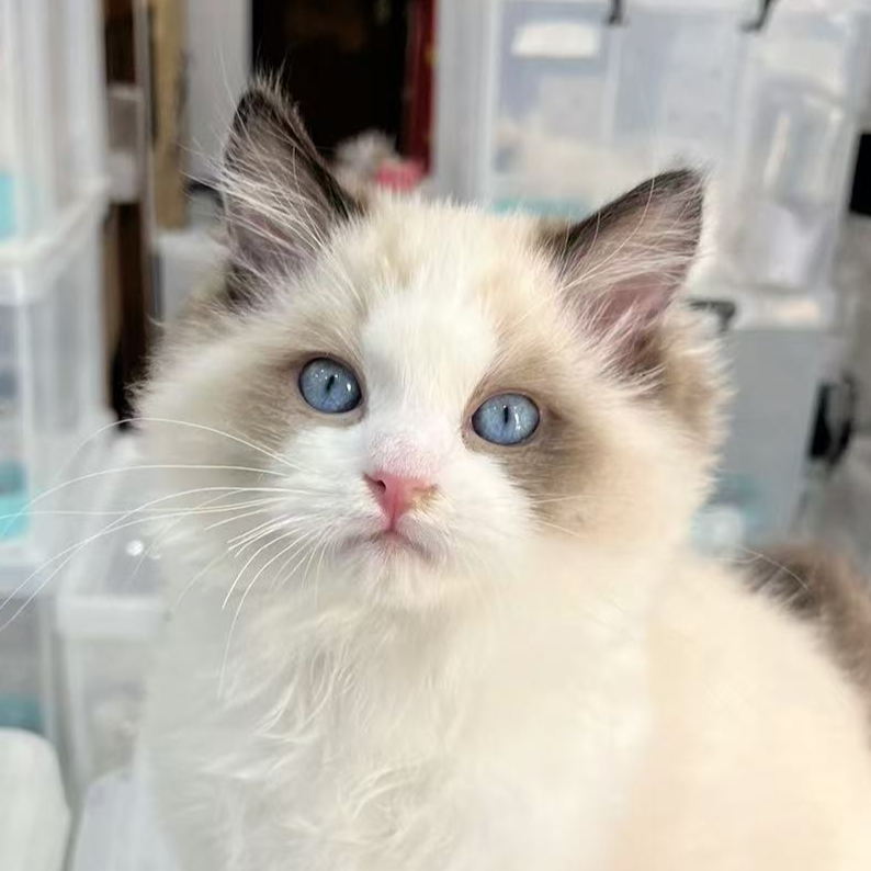 来了姊妹-海双布偶猫 弟弟 31