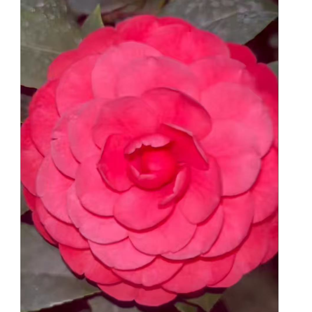 大红色赤丹茶花六角大红四季常青盆栽树苗好养活阳台室内花园