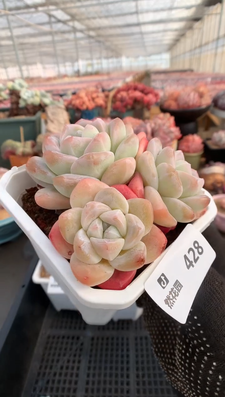 【闪购商品】428冰玉一物一拍