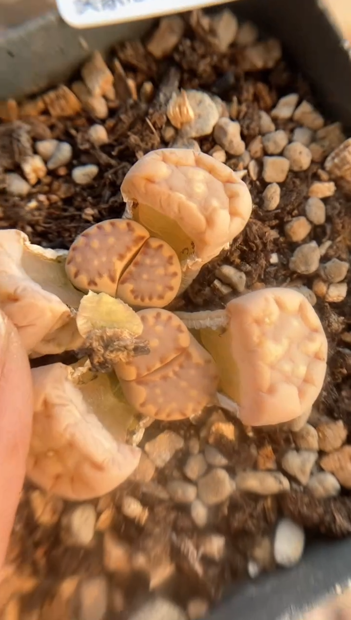 【闪购商品】6537直播一物一拍