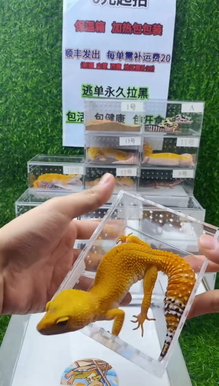 豹纹守宫豹纹守宫幼苗亚成体肥尾