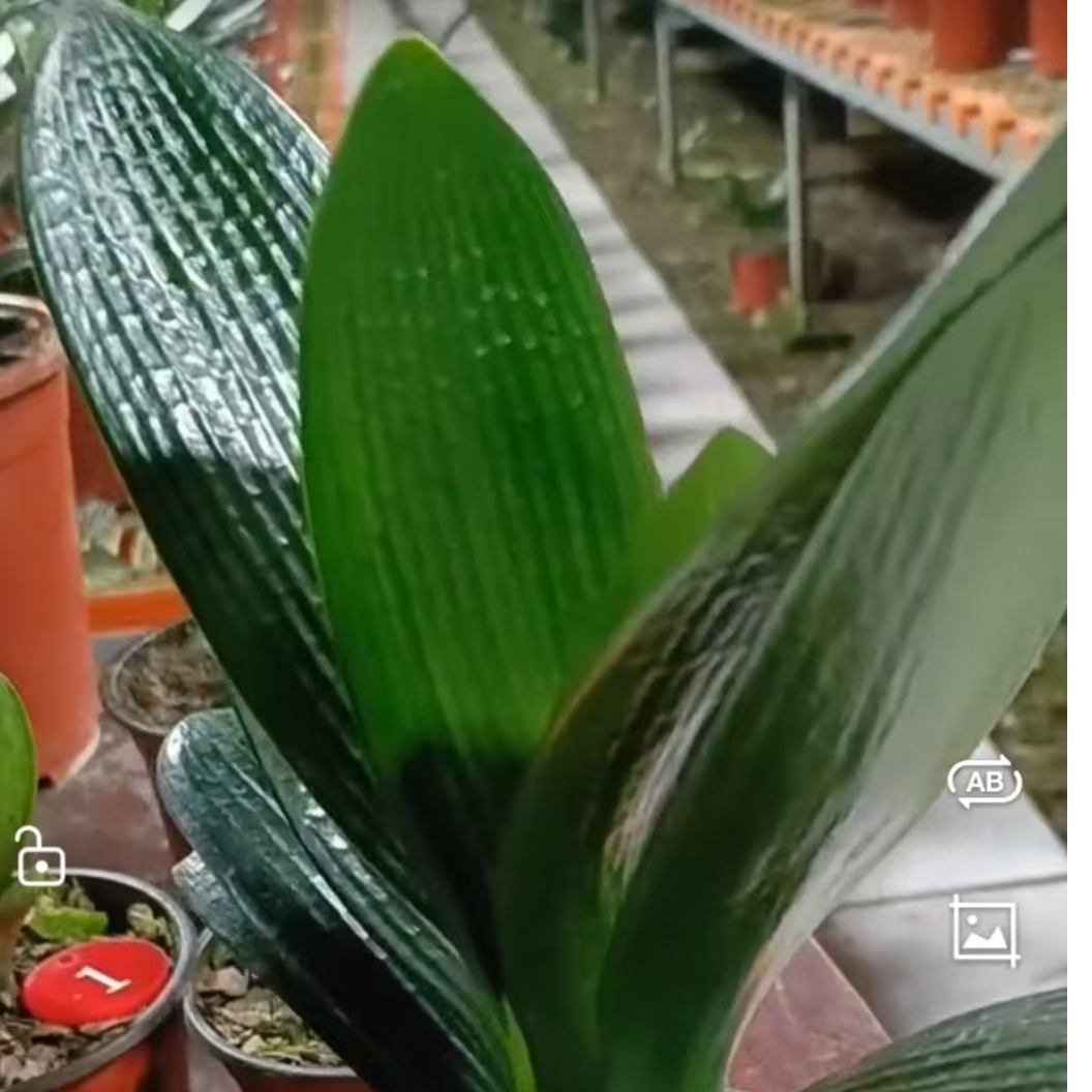 精品君子兰三年二年一年